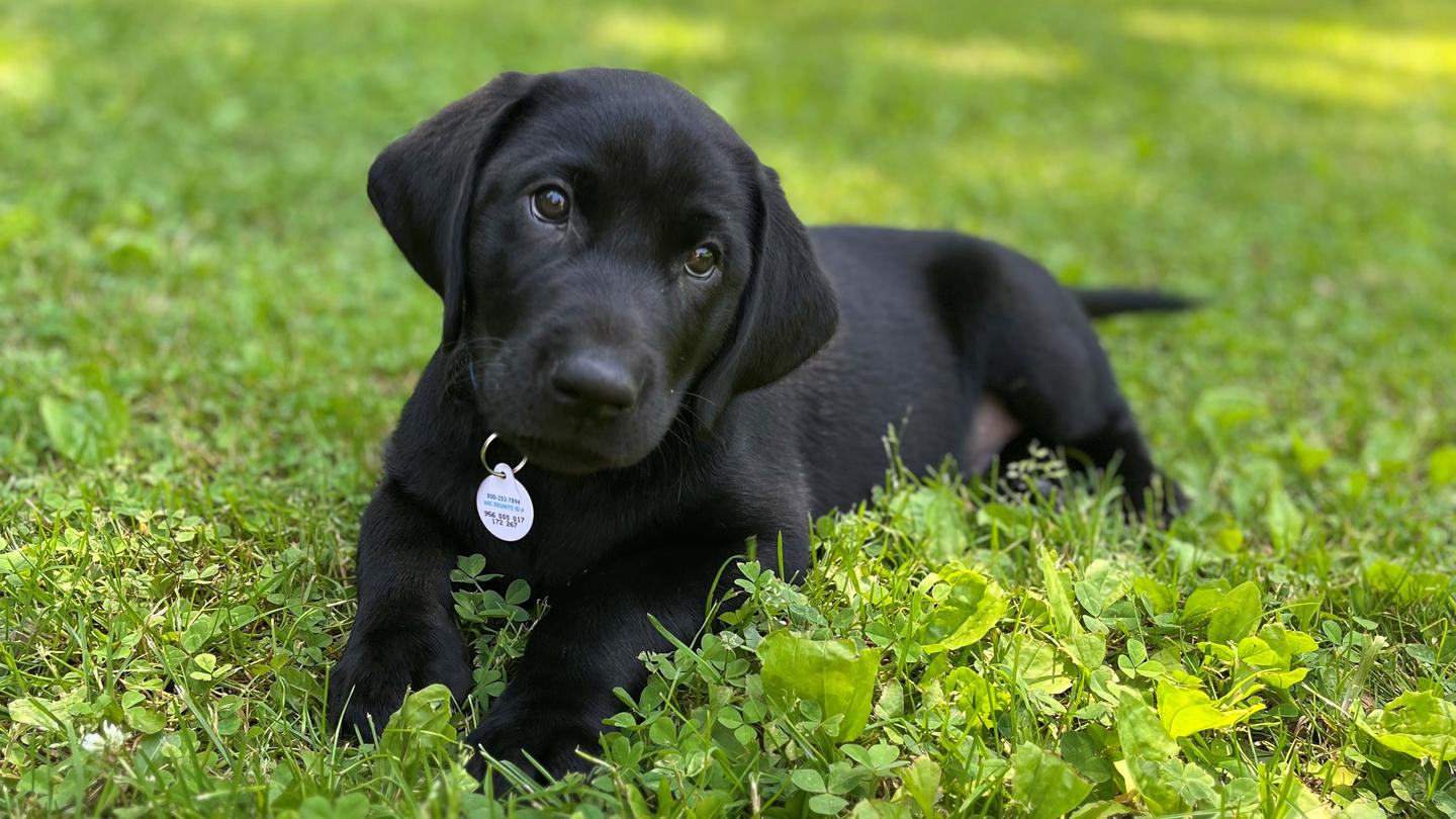 Miles-puppy-photo