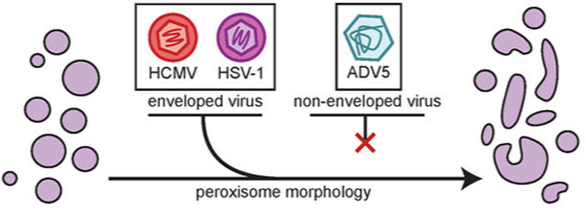 HCMV-Peroxisomes