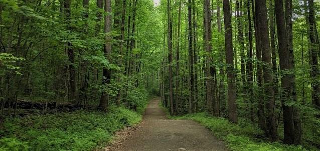 Katelyn C. Cook Forest Photo