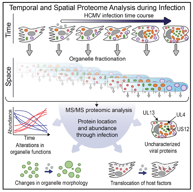 spatiotemporal proteomics